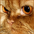 ArtemKA